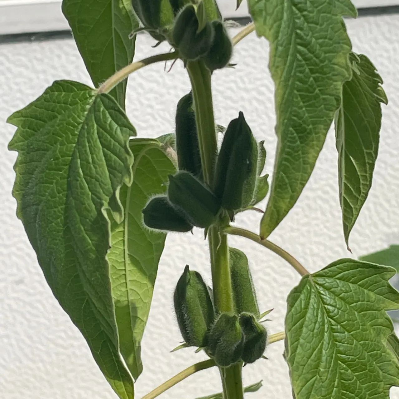 仕事の合間の、ちょっとした楽しみで胡麻をプランターに植えてみ...